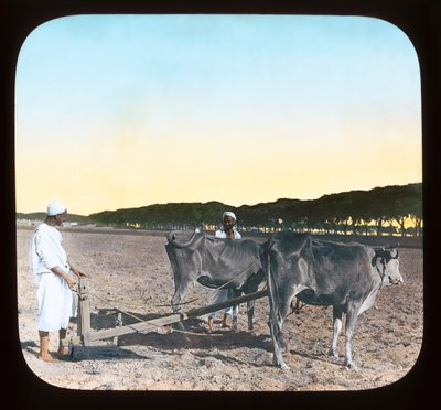 Ägypten - Männer beim Pflügen von American Photographer